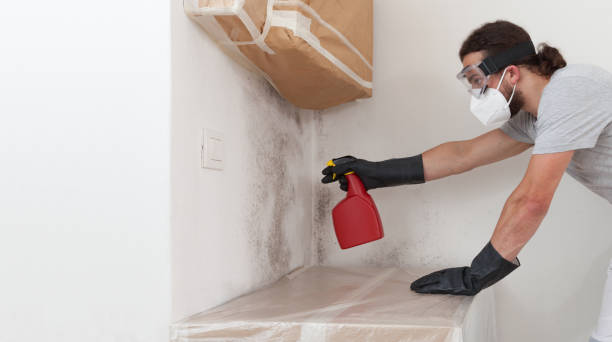 Professional Basement Mold Remediation technician working in Hamilton, TX