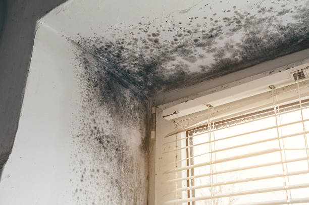 Affordable Basement Mold Remediation solutions in Hamilton, TX