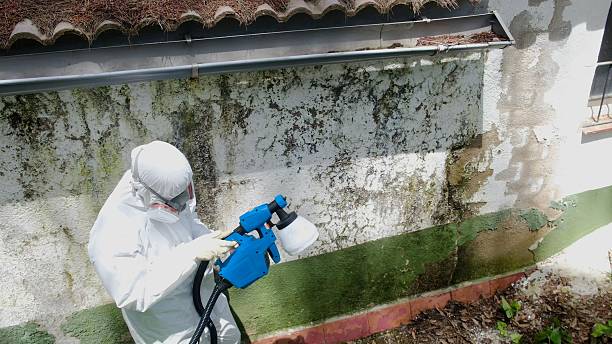 Top rated local Basement Mold Remediation specialists in Hamilton, TX